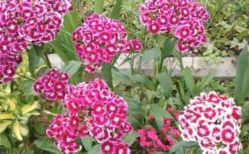 Nikako ne unosite u kuću ovo cveće na Vaskrs: Ne donosi sreću već samo probleme Nikako ne unosite u kuću ovo cveće na Vaskrs: Ne donosi sreću već samo probleme - featured image