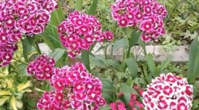 Nikako ne unosite u kuću ovo cveće na Vaskrs: Ne donosi sreću već samo probleme Nikako ne unosite u kuću ovo cveće na Vaskrs: Ne donosi sreću već samo probleme - featured image