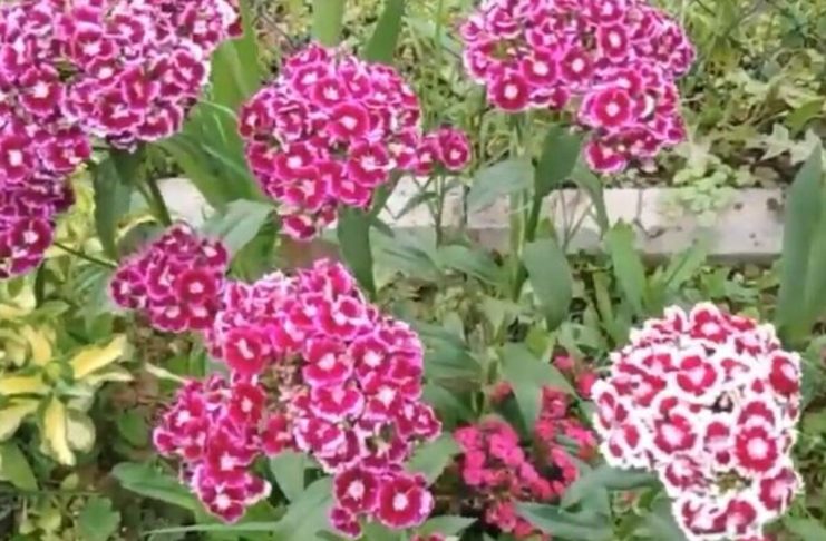 Nikako ne unosite u kuću ovo cveće na Vaskrs: Ne donosi sreću već samo probleme Nikako ne unosite u kuću ovo cveće na Vaskrs: Ne donosi sreću već samo probleme - featured image