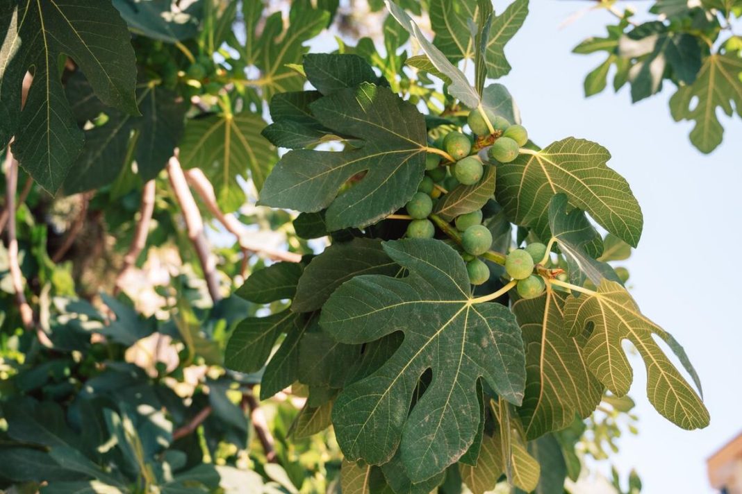 ZAŠTO NIJE POŽELJNO DA SADITE SMOKVU ISPRED KUĆE? Postoji SNAŽAN razlog - POSLE NJEGA DRŽAĆETE JE ŠTO DALJE - featured image ZAŠTO NIJE POŽELJNO DA SADITE SMOKVU ISPRED KUĆE? Postoji SNAŽAN razlog - POSLE NJEGA DRŽAĆETE JE ŠTO DALJE - featured image