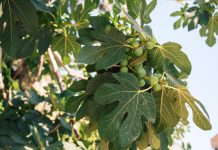 ZAŠTO NIJE POŽELJNO DA SADITE SMOKVU ISPRED KUĆE? Postoji SNAŽAN razlog – POSLE NJEGA DRŽAĆETE JE ŠTO DALJE ZAŠTO NIJE POŽELJNO DA SADITE SMOKVU ISPRED KUĆE? Postoji SNAŽAN razlog - POSLE NJEGA DRŽAĆETE JE ŠTO DALJE - featured image