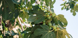 ZAŠTO NIJE POŽELJNO DA SADITE SMOKVU ISPRED KUĆE? Postoji SNAŽAN razlog – POSLE NJEGA DRŽAĆETE JE ŠTO DALJE ZAŠTO NIJE POŽELJNO DA SADITE SMOKVU ISPRED KUĆE? Postoji SNAŽAN razlog - POSLE NJEGA DRŽAĆETE JE ŠTO DALJE - featured image