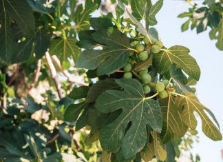 ZAŠTO NIJE POŽELJNO DA SADITE SMOKVU ISPRED KUĆE? Postoji SNAŽAN razlog – POSLE NJEGA DRŽAĆETE JE ŠTO DALJE ZAŠTO NIJE POŽELJNO DA SADITE SMOKVU ISPRED KUĆE? Postoji SNAŽAN razlog - POSLE NJEGA DRŽAĆETE JE ŠTO DALJE - featured image