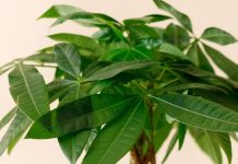 BILJKA KOJU SVI ŽELE IMATI: Kažu da donosi sreću i bogatstvo, a jednostavna je za održavanje BILJKA KOJU SVI ŽELE IMATI: Kažu da donosi sreću i bogatstvo, a jednostavna je za održavanje - featured image