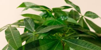 BILJKA KOJU SVI ŽELE IMATI: Kažu da donosi sreću i bogatstvo, a jednostavna je za održavanje BILJKA KOJU SVI ŽELE IMATI: Kažu da donosi sreću i bogatstvo, a jednostavna je za održavanje - featured image