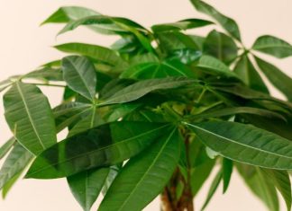 BILJKA KOJU SVI ŽELE IMATI: Kažu da donosi sreću i bogatstvo, a jednostavna je za održavanje BILJKA KOJU SVI ŽELE IMATI: Kažu da donosi sreću i bogatstvo, a jednostavna je za održavanje - featured image