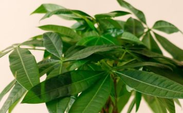 BILJKA KOJU SVI ŽELE IMATI: Kažu da donosi sreću i bogatstvo, a jednostavna je za održavanje BILJKA KOJU SVI ŽELE IMATI: Kažu da donosi sreću i bogatstvo, a jednostavna je za održavanje - featured image