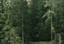 Ako danas vidite ovu životinju ispred kuće, spremajte se za velike pare: Staro verovanje koje se uvek ispunjava