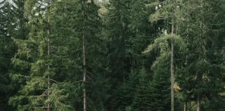 Ako danas vidite ovu životinju ispred kuće, spremajte se za velike pare: Staro verovanje koje se uvek ispunjava