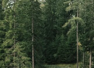 Ako danas vidite ovu životinju ispred kuće, spremajte se za velike pare: Staro verovanje koje se uvek ispunjava