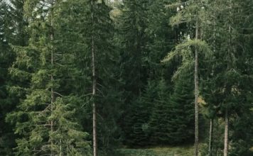 Ako danas vidite ovu životinju ispred kuće, spremajte se za velike pare: Staro verovanje koje se uvek ispunjava