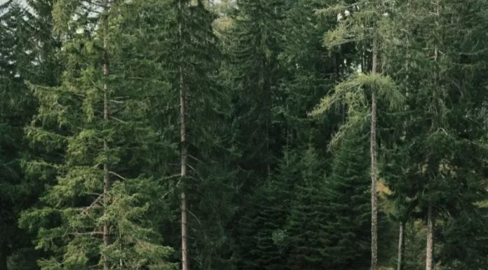 Ako danas vidite ovu životinju ispred kuće, spremajte se za velike pare: Staro verovanje koje se uvek ispunjava