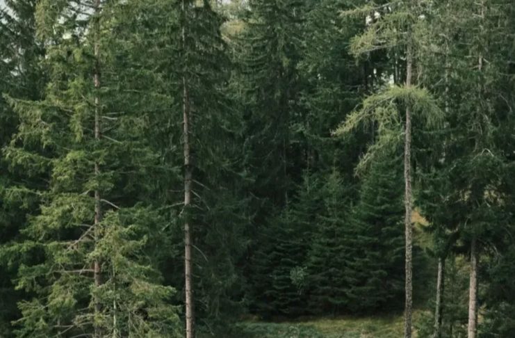 Ako danas vidite ovu životinju ispred kuće, spremajte se za velike pare: Staro verovanje koje se uvek ispunjava
