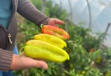 UZ OVAJ RASTVOR MLADE PAPRIKE RAĐAJU KAO LUDE! Nema jače PRIHRANE od ove, SAMO IH POPRSKAJTE