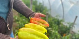 UZ OVAJ RASTVOR MLADE PAPRIKE RAĐAJU KAO LUDE! Nema jače PRIHRANE od ove, SAMO IH POPRSKAJTE