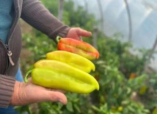 UZ OVAJ RASTVOR MLADE PAPRIKE RAĐAJU KAO LUDE! Nema jače PRIHRANE od ove, SAMO IH POPRSKAJTE