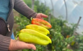 UZ OVAJ RASTVOR MLADE PAPRIKE RAĐAJU KAO LUDE! Nema jače PRIHRANE od ove, SAMO IH POPRSKAJTE