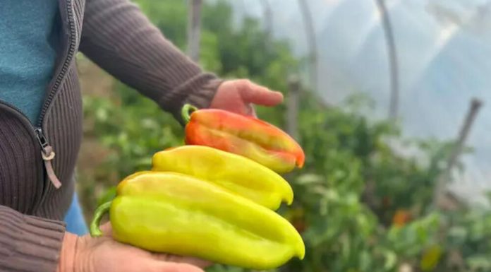 UZ OVAJ RASTVOR MLADE PAPRIKE RAĐAJU KAO LUDE! Nema jače PRIHRANE od ove, SAMO IH POPRSKAJTE