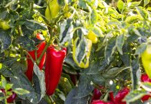 Nemačka metoda sadnje paprika: Zaboravite na naporno kopanje i plevljenje, a prinos će biti duplo veći i bolji Nemačka metoda sadnje paprika: Zaboravite na naporno kopanje i plevljenje, a prinos će biti duplo veći i bolji - featured image
