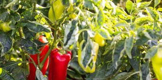 Nemačka metoda sadnje paprika: Zaboravite na naporno kopanje i plevljenje, a prinos će biti duplo veći i bolji Nemačka metoda sadnje paprika: Zaboravite na naporno kopanje i plevljenje, a prinos će biti duplo veći i bolji - featured image