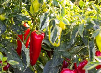 Nemačka metoda sadnje paprika: Zaboravite na naporno kopanje i plevljenje, a prinos će biti duplo veći i bolji Nemačka metoda sadnje paprika: Zaboravite na naporno kopanje i plevljenje, a prinos će biti duplo veći i bolji - featured image