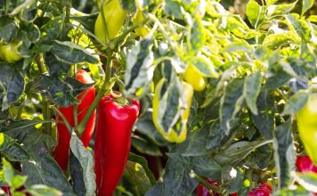 Nemačka metoda sadnje paprika: Zaboravite na naporno kopanje i plevljenje, a prinos će biti duplo veći i bolji Nemačka metoda sadnje paprika: Zaboravite na naporno kopanje i plevljenje, a prinos će biti duplo veći i bolji - featured image