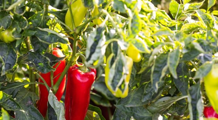 Nemačka metoda sadnje paprika: Zaboravite na naporno kopanje i plevljenje, a prinos će biti duplo veći i bolji Nemačka metoda sadnje paprika: Zaboravite na naporno kopanje i plevljenje, a prinos će biti duplo veći i bolji - featured image