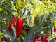 Nemačka metoda sadnje paprika: Zaboravite na naporno kopanje i plevljenje, a prinos će biti duplo veći i bolji Nemačka metoda sadnje paprika: Zaboravite na naporno kopanje i plevljenje, a prinos će biti duplo veći i bolji - featured image