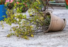 Kako sačuvati biljke tokom nevremena: 5 trikova protiv jakog vetra i obilne kiše Kako sačuvati biljke tokom nevremena: 5 trikova protiv jakog vetra i obilne kiše - featured image