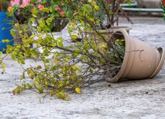 Kako sačuvati biljke tokom nevremena: 5 trikova protiv jakog vetra i obilne kiše Kako sačuvati biljke tokom nevremena: 5 trikova protiv jakog vetra i obilne kiše - featured image