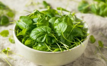 OVO je najzdravije povrće na svetu: Mnogi ga retko jedu a najbolji je izvor vitamina i dugovječnosti Najzdravije povrće na svetu mnogi u Srbiji retko jedu: Ima više vitamina od kelja i spanaća - featured image
