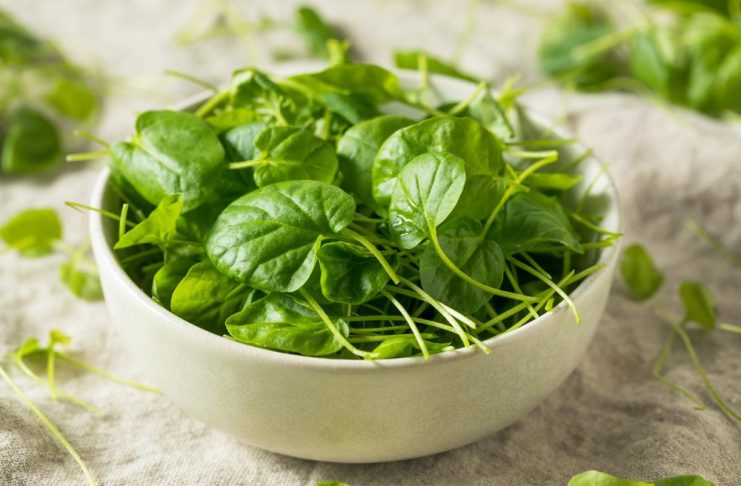 OVO je najzdravije povrće na svetu: Mnogi ga retko jedu a najbolji je izvor vitamina i dugovječnosti Najzdravije povrće na svetu mnogi u Srbiji retko jedu: Ima više vitamina od kelja i spanaća - featured image