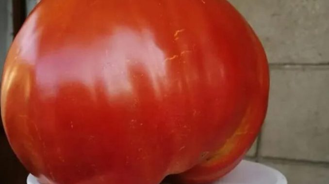 SVI SU POLUDJELI ZA PARADAJZ DIJETOM: Za 7 Dana Se Gubi 10 KILOGRAMA, A Tek Da Čujete KOLIKO MRŠAVITE ZA 3 DANA - featured image SVI SU POLUDJELI ZA PARADAJZ DIJETOM: Za 7 Dana Se Gubi 10 KILOGRAMA, A Tek Da Čujete KOLIKO MRŠAVITE ZA 3 DANA - featured image
