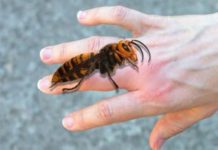 AKO VAS UBODE STRŠLJEN: Da biste spasili sebi život i izbjegli alergijske reakcije – EVO ŠTA ODMAH MORATE URADITI AKO VAS UBODE STRŠLJEN: Da biste spasili sebi život i izbjegli alergijske reakcije – EVO ŠTA ODMAH MORATE URADITI - featured image