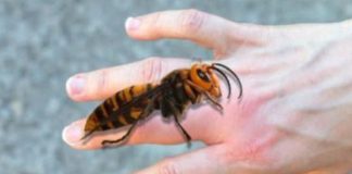 AKO VAS UBODE STRŠLJEN: Da biste spasili sebi život i izbjegli alergijske reakcije – EVO ŠTA ODMAH MORATE URADITI AKO VAS UBODE STRŠLJEN: Da biste spasili sebi život i izbjegli alergijske reakcije – EVO ŠTA ODMAH MORATE URADITI - featured image