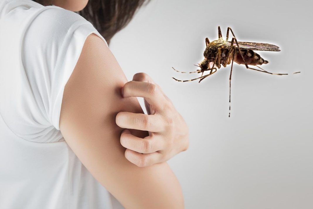 Zašto komarci uvek ujedaju iste ljude? Razlog nije krvna grupa, već nešto drugo - featured image Zašto komarci uvek ujedaju iste ljude? Razlog nije krvna grupa, već nešto drugo - featured image