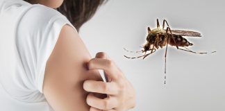 Zašto komarci uvek ujedaju iste ljude? Razlog nije krvna grupa, već nešto drugo Zašto komarci uvek ujedaju iste ljude? Razlog nije krvna grupa, već nešto drugo - featured image