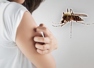 Zašto komarci uvek ujedaju iste ljude? Razlog nije krvna grupa, već nešto drugo Zašto komarci uvek ujedaju iste ljude? Razlog nije krvna grupa, već nešto drugo - featured image