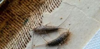 Ako ste u kući ugledali ovu bubu to je znak da u kući postoji ozbiljan problem