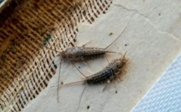 Ako ste u kući ugledali ovu bubu to je znak da u kući postoji ozbiljan problem