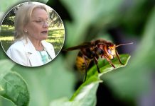 Ubod stršljena može da bude koban i ako ranije niste imali reakciju: Dr Vukov objašnjava kako da sačuvamo život Ubod stršljena može da bude koban i ako ranije niste imali reakciju: Dr Vukov objašnjava kako da sačuvamo život - featured image