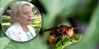 Ubod stršljena može da bude koban i ako ranije niste imali reakciju: Dr Vukov objašnjava kako da sačuvamo život Ubod stršljena može da bude koban i ako ranije niste imali reakciju: Dr Vukov objašnjava kako da sačuvamo život - featured image