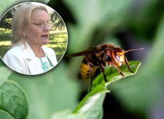 Ubod stršljena može da bude koban i ako ranije niste imali reakciju: Dr Vukov objašnjava kako da sačuvamo život Ubod stršljena može da bude koban i ako ranije niste imali reakciju: Dr Vukov objašnjava kako da sačuvamo život - featured image