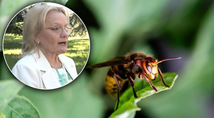 Ubod stršljena može da bude koban i ako ranije niste imali reakciju: Dr Vukov objašnjava kako da sačuvamo život Ubod stršljena može da bude koban i ako ranije niste imali reakciju: Dr Vukov objašnjava kako da sačuvamo život - featured image