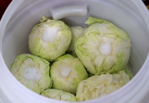 Koliko soli staviti na 10 litara vode za kiseli kupus: Evo prave količine za odličan rasol Koliko soli staviti na 10 litara vode za kiseli kupus: Evo prave količine za odličan rasol - featured image
