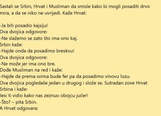 VIC DANA: Vinova loza