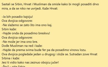 VIC DANA: Vinova loza