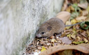 Miševi ulaze u kuću na jesen, a evo kako da im uđete u trag: Trik sa aluminijumskom folijom bolji od mišolovke Miševi ulaze u kuću na jesen, a evo kako da im uđete u trag: Trik sa aluminijumskom folijom bolji od mišolovke - featured image